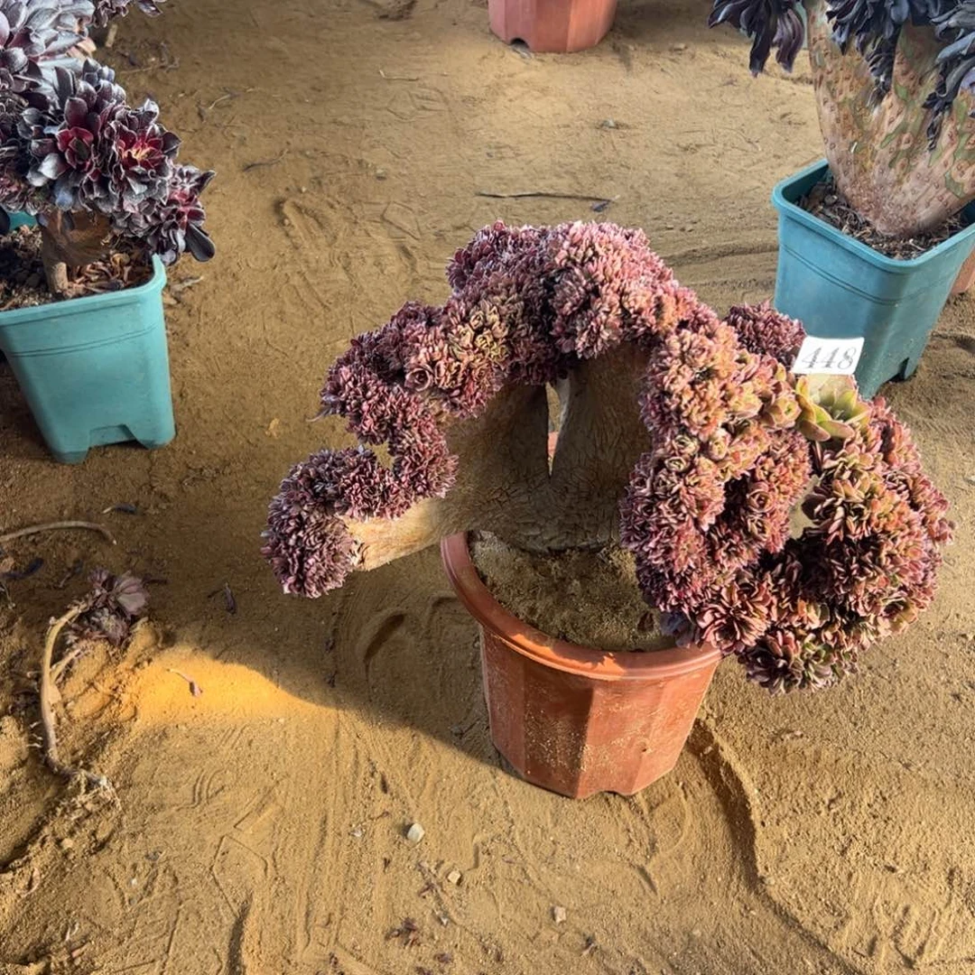 有伤万朵448官府37