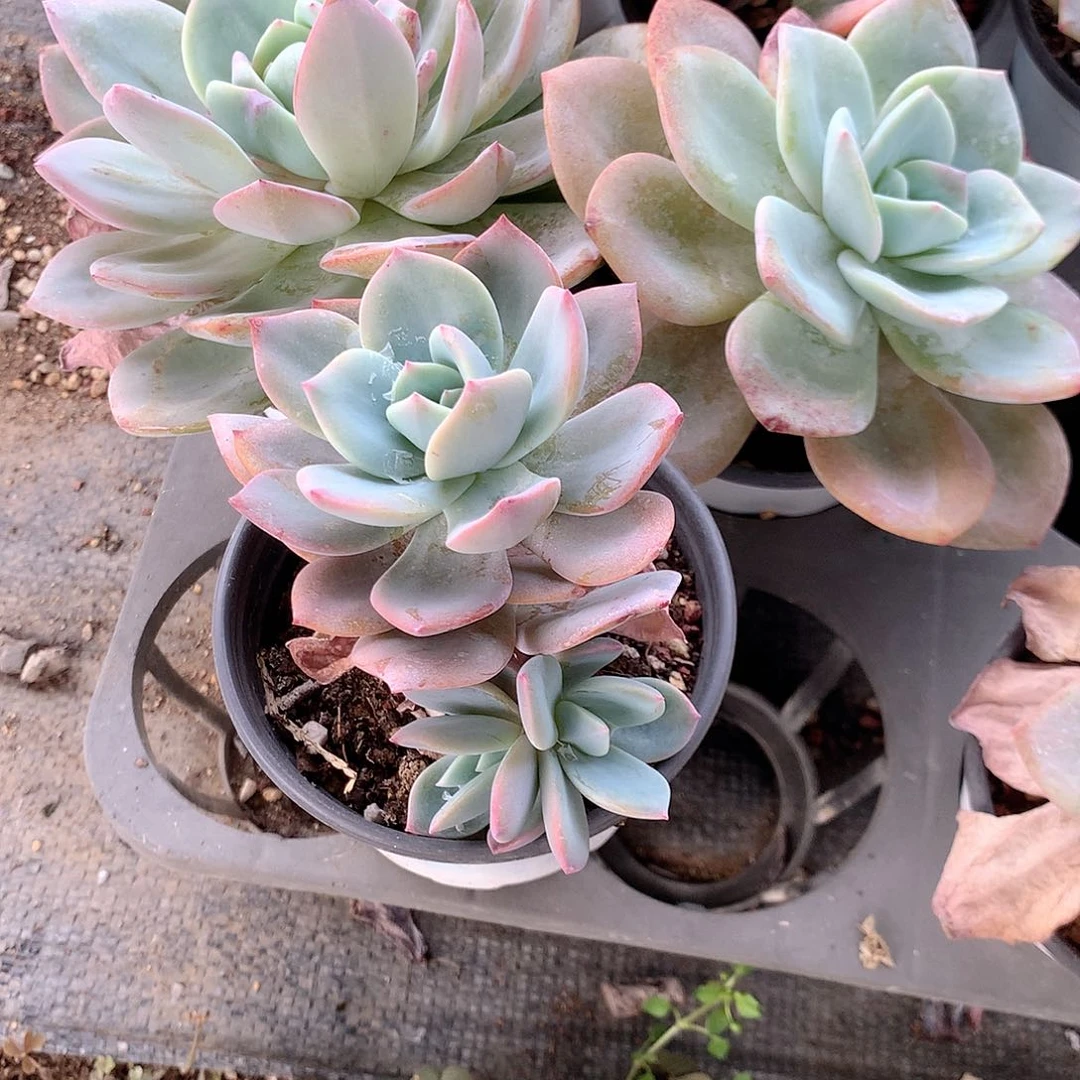 抹茶蛋糕多肉植物老桩