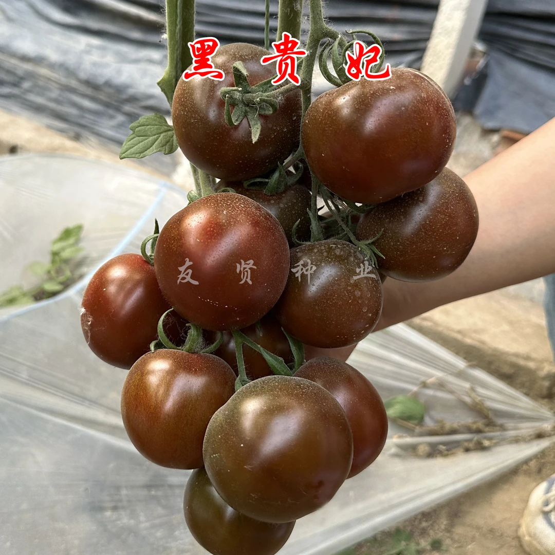 黑贵妃番茄种子西红柿种子黑褐色硬度高皮厚抗裂耐运输包邮
