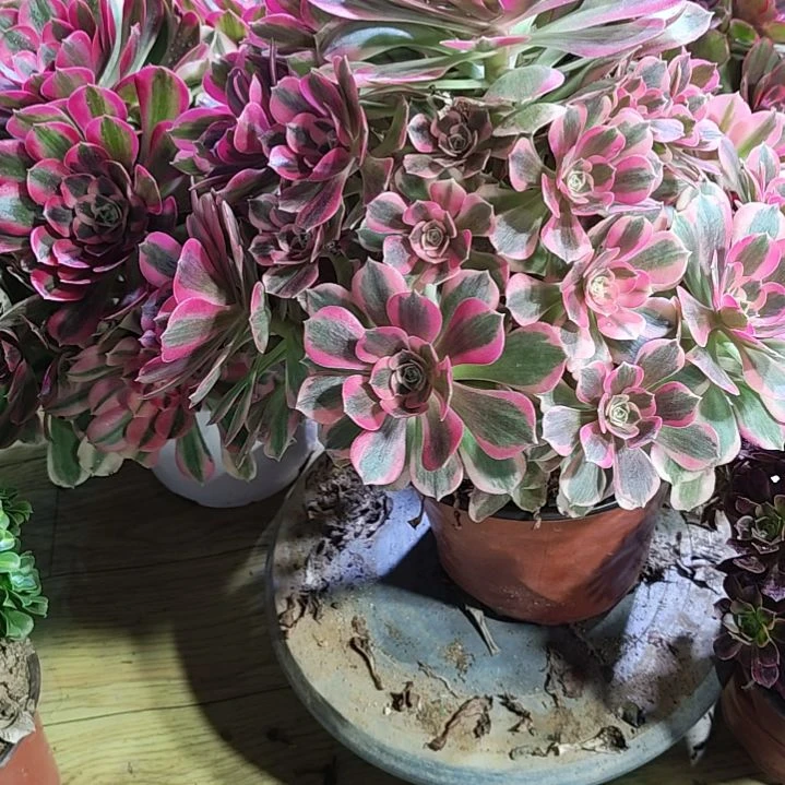 21多肉植物法师的