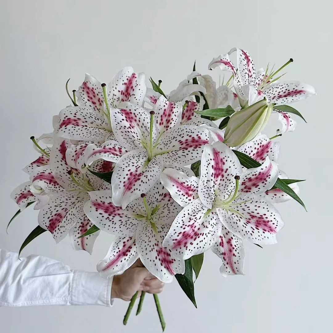 《西施》1颗大球单瓣百合盆栽阳台庭院地栽盆栽