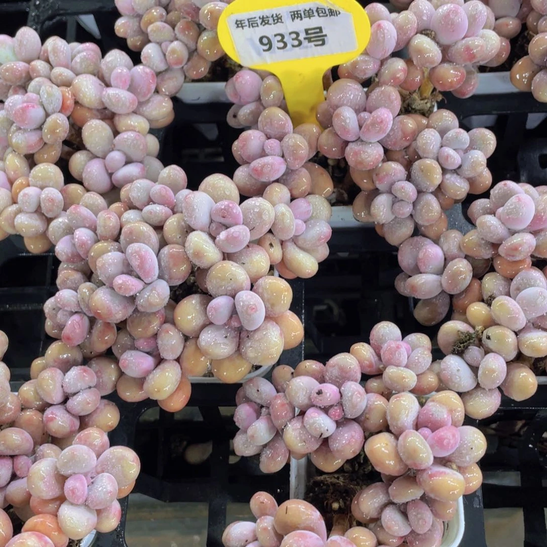 933号 丸叶老桩粉桃蛋拼盘八头起一个