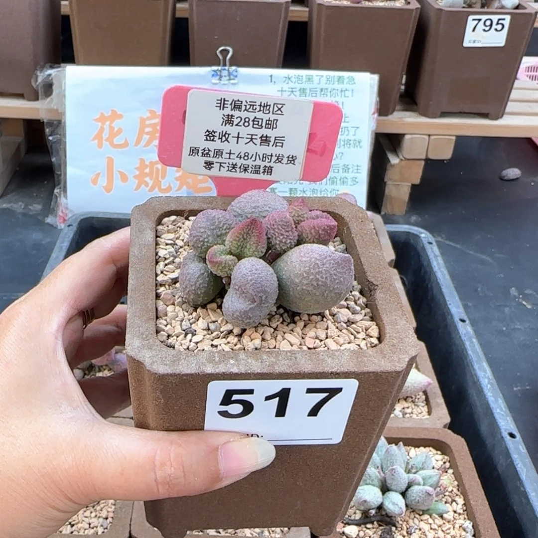 517水蜜桃多肉植物