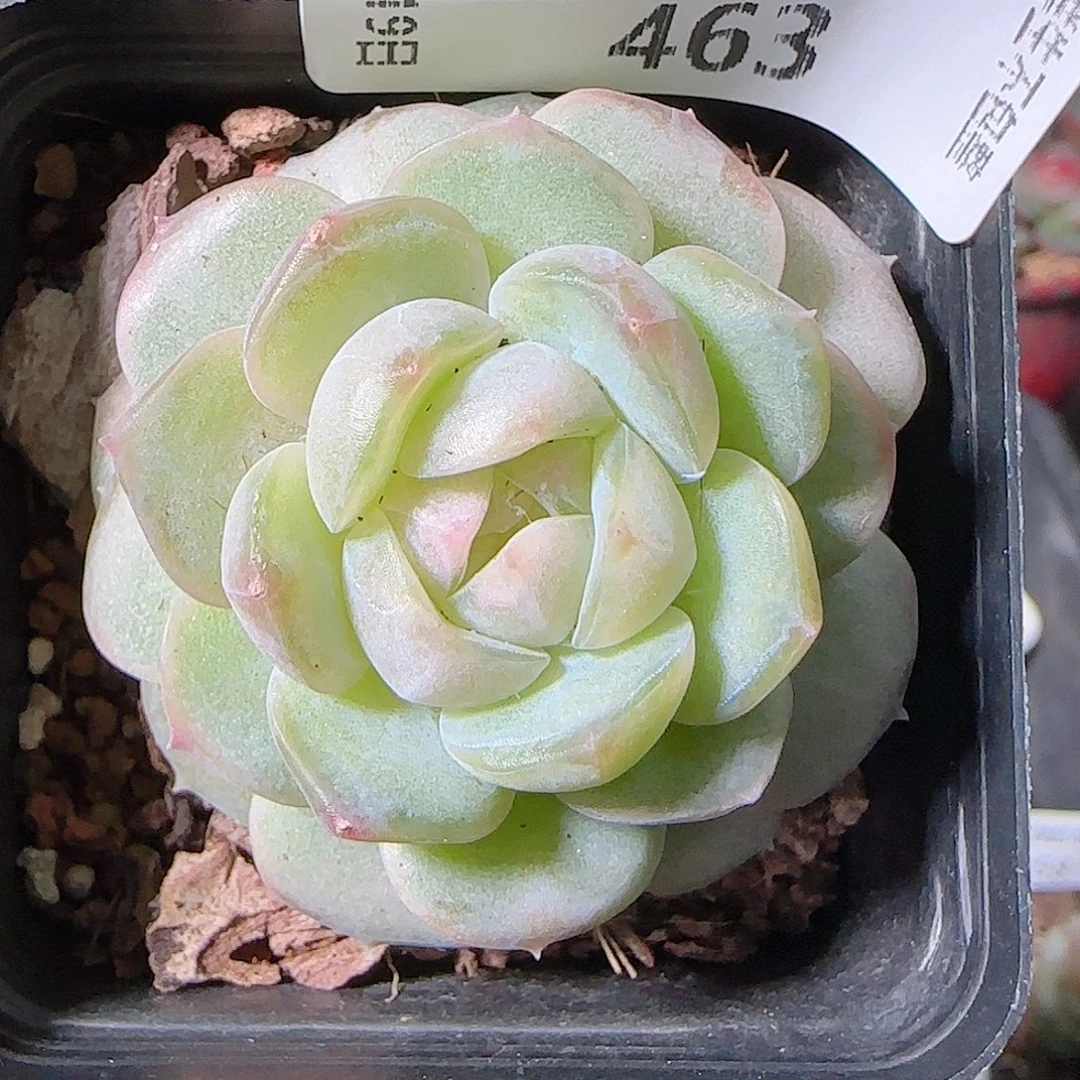 1119-463西江月一物一拍