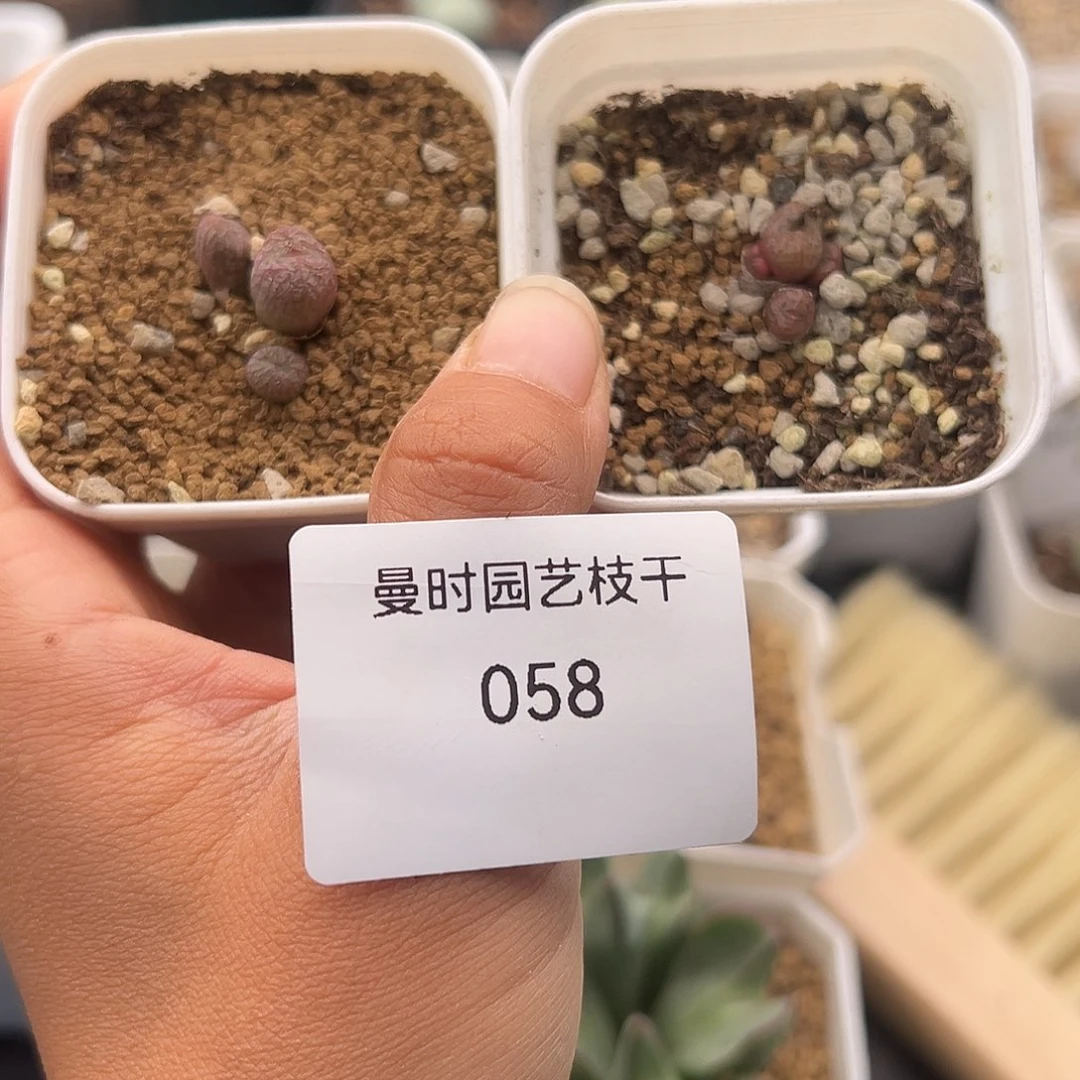 少****s58号2颗10.21多肉
