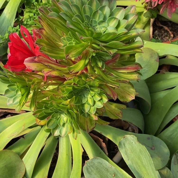 【闪购商品】1***_3697知否寄养多肉