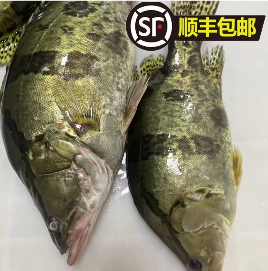 （顺丰包邮）抚远乌苏里江野生鳌花鱼-单条2斤已上-到手4-4.5斤