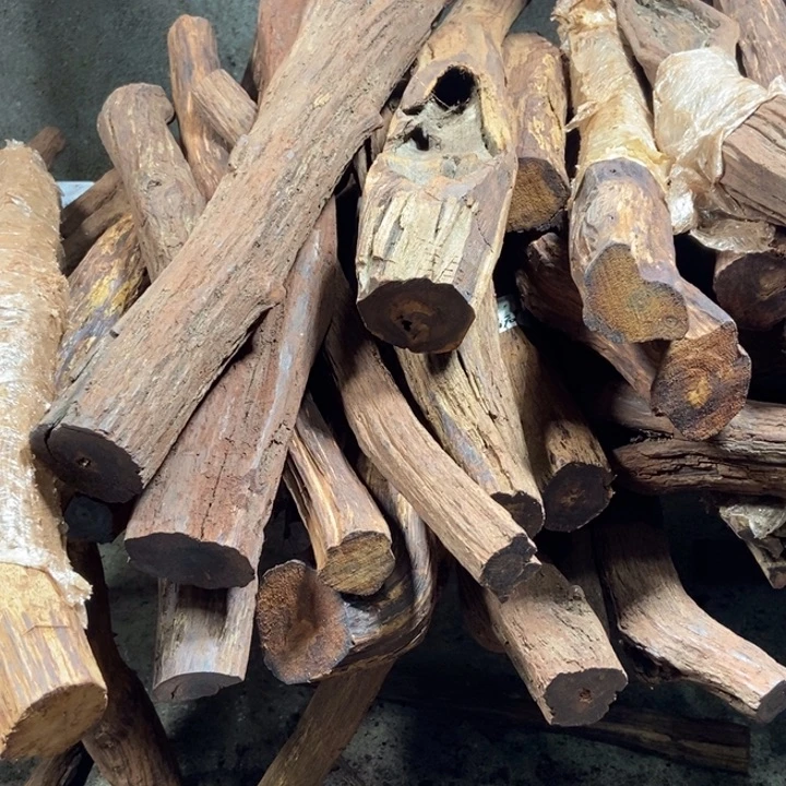 黄花梨/降香黄檀百****生