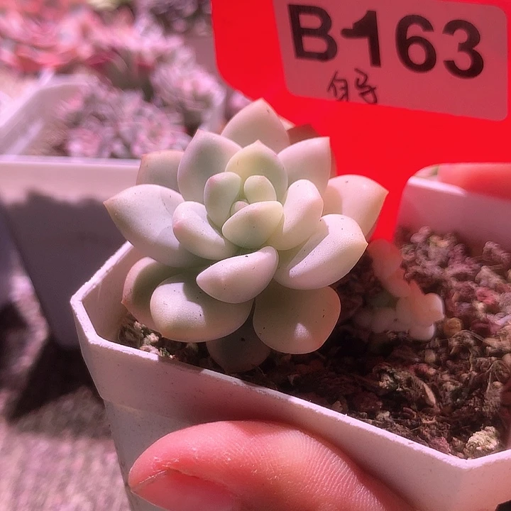 白马覆轮锦有根有