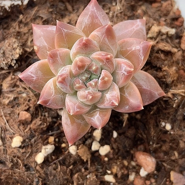 多肉植物灰姑娘6136