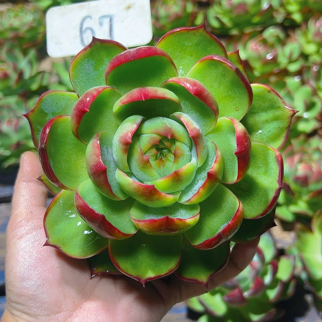 橙***子惊鸿仙子一物一拍67号
