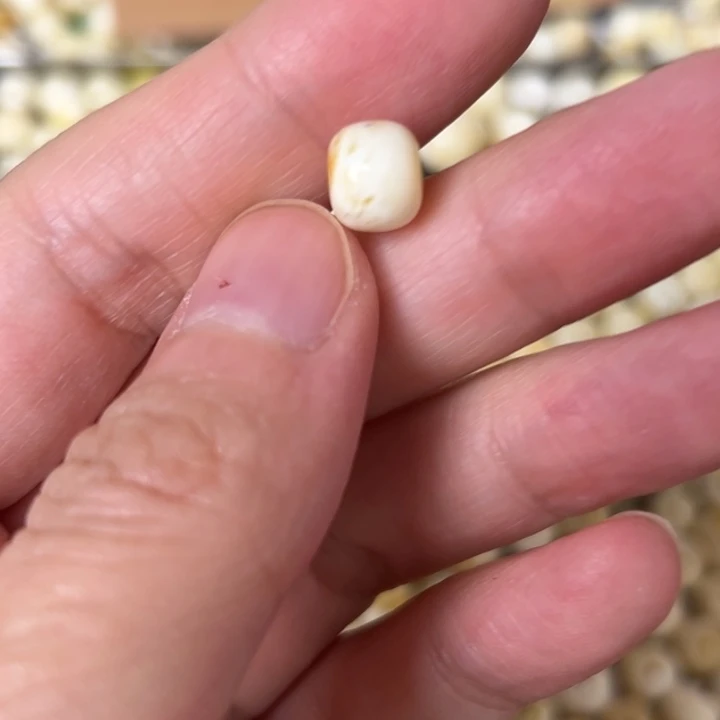 蜜蜡未镶嵌裸石8.1mm一个