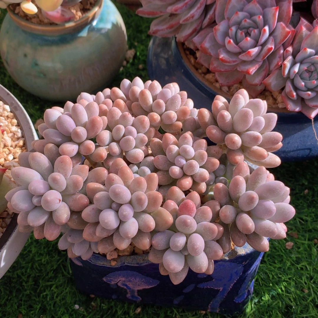 汤圆15 公分一物一拍