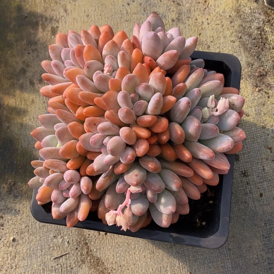 可问主播品种，下滑链接更多品种多肉选择