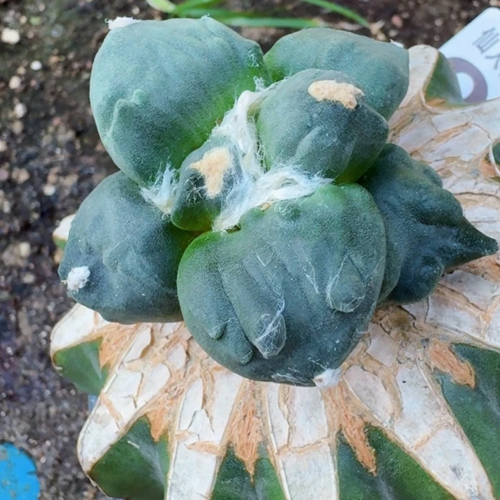 凌***帆无花朵963榴尤蛋怒西四