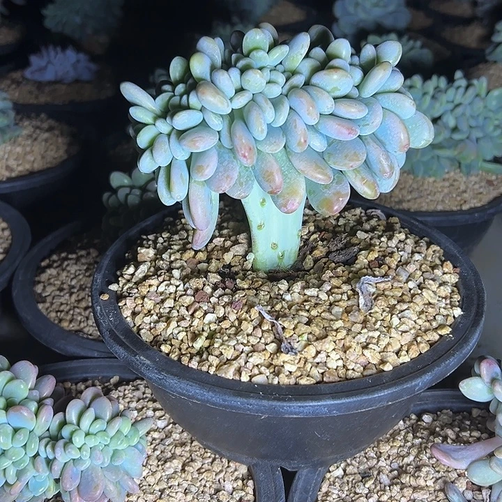 洛神群生缀化多肉