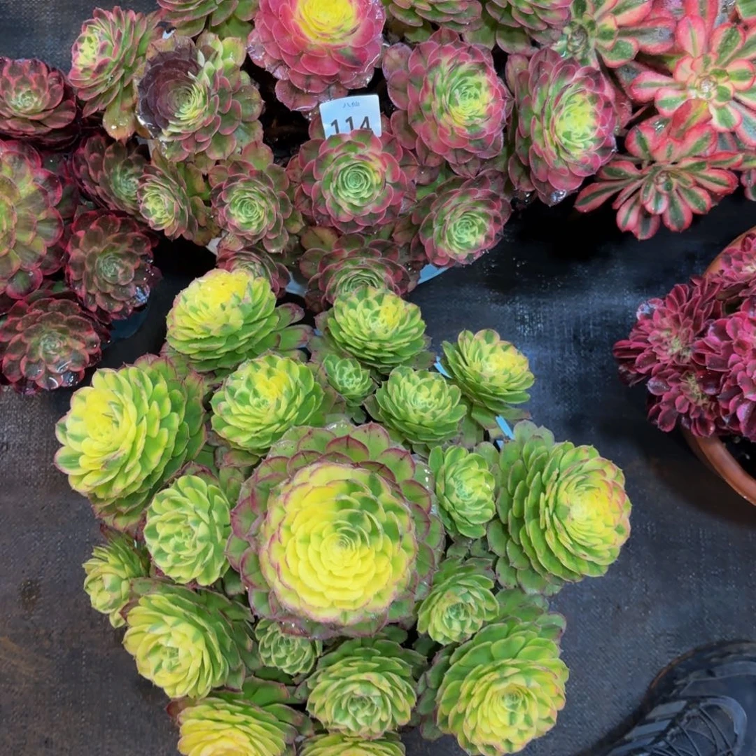 雨*114多肉植物海王两个