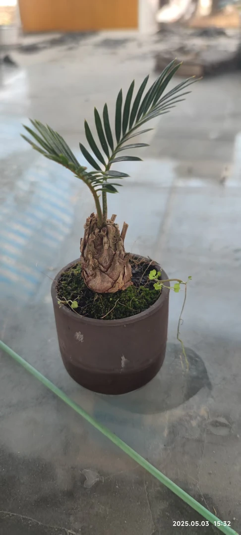 办公室桌摆小绿植系列19.8