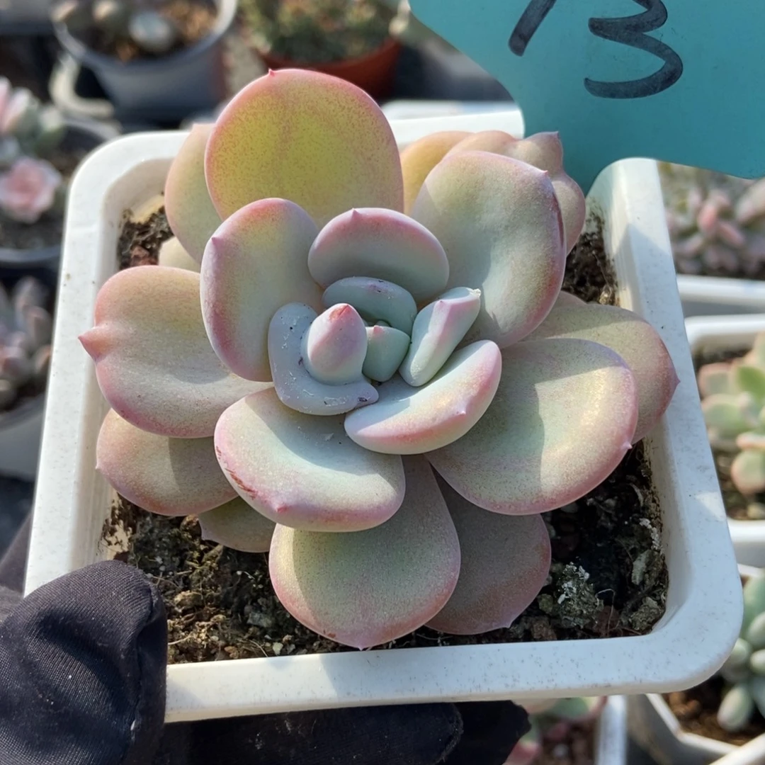 13奶茶多肉植物多肉