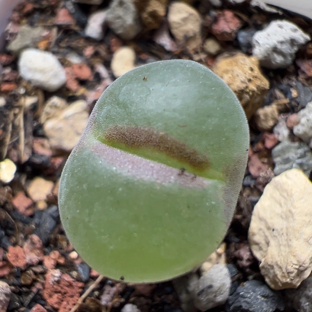 406粉红女郎风铃母本一物一拍