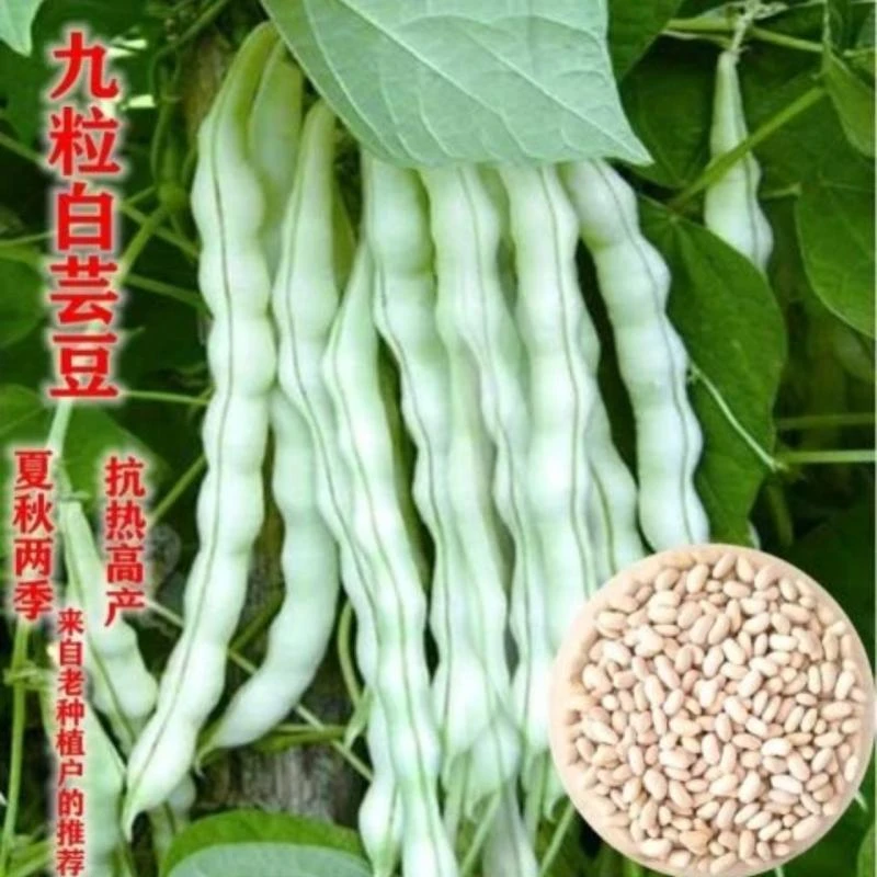 【九粒白芸豆种子】四季架豆老来白不老豆角籽压趴架摘不败