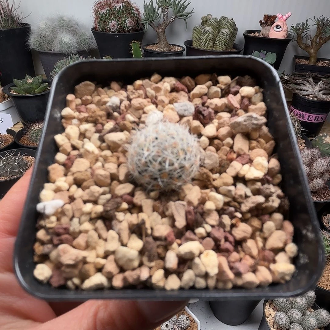 K***i203精巧殿刺缀花盆运费