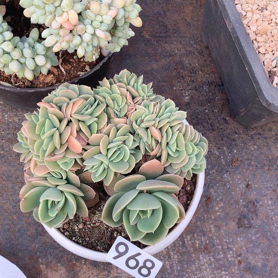968星娜塔一物一拍多肉