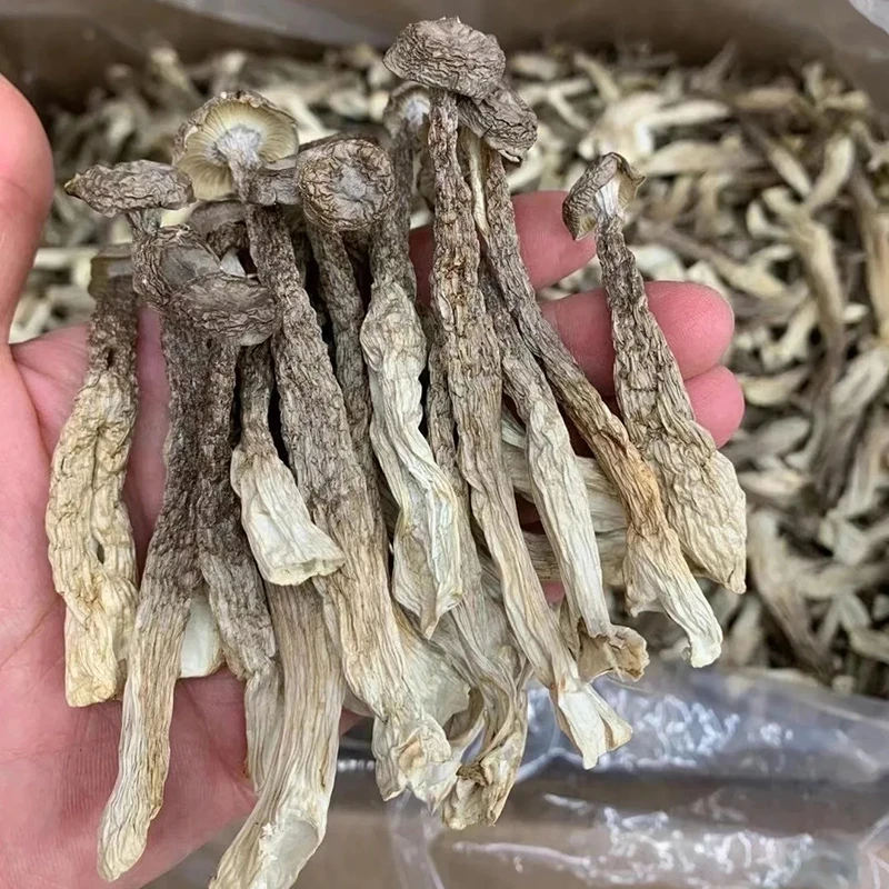 高山无硫无熏鹿茸菇干货新货可炒菜煲汤营养美味