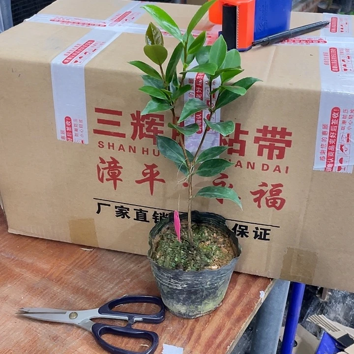 完全开放白五茶花