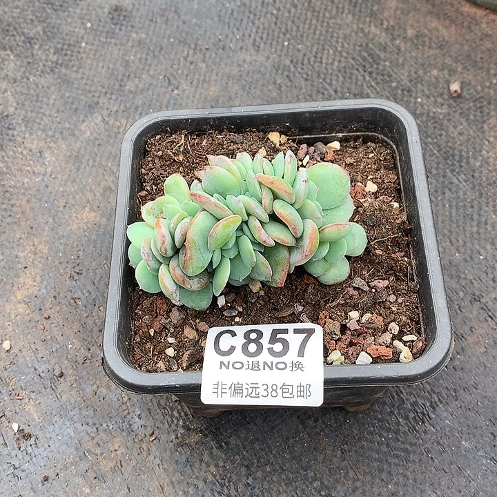 泡***喵白凤缀化 857  补差价