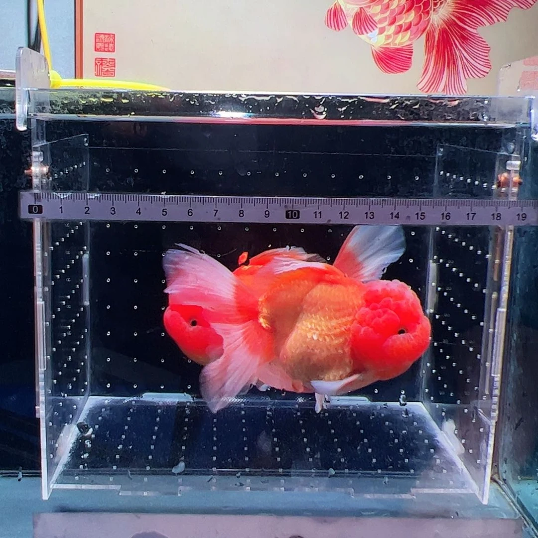 海水鱼111111111