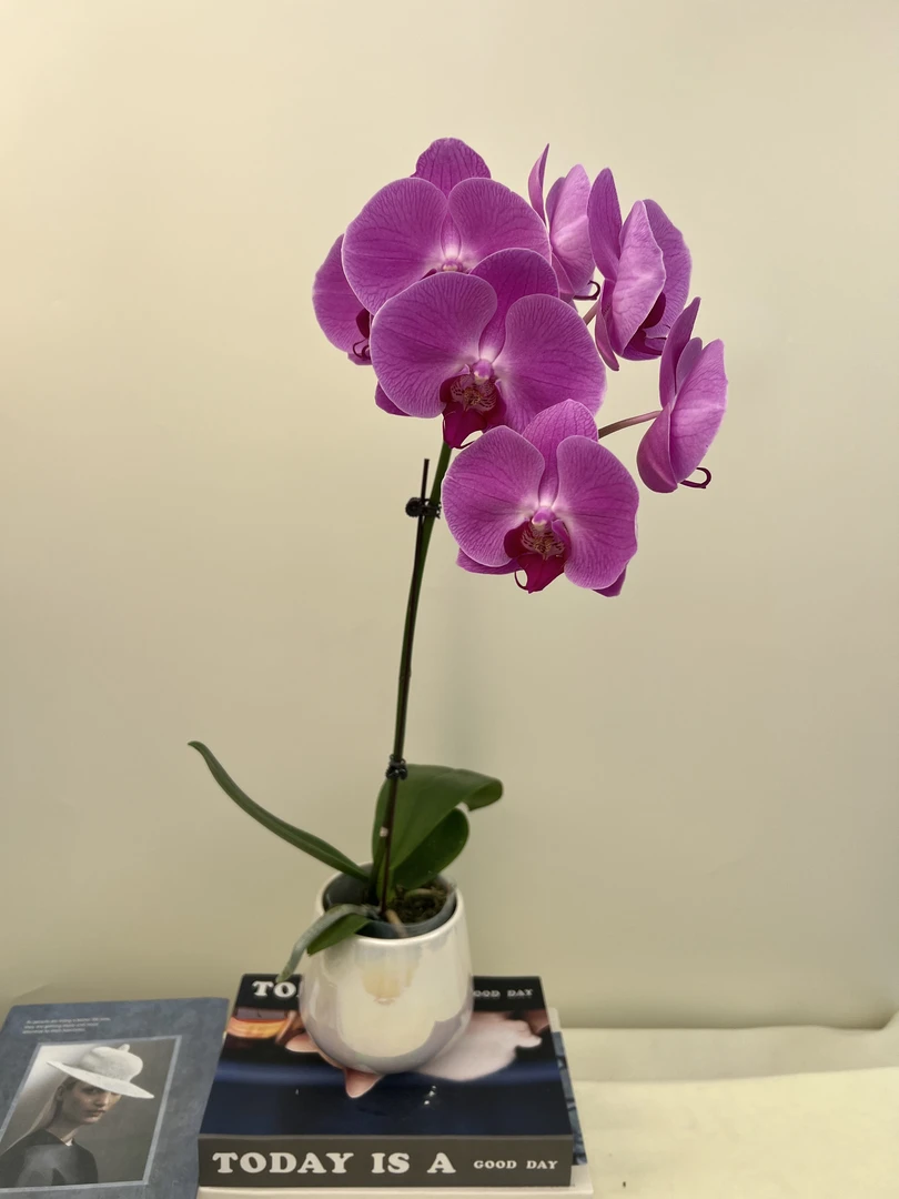 蝴蝶兰【粉宝图】鲜花盆栽室内观赏花花佛山基地直发好养易活