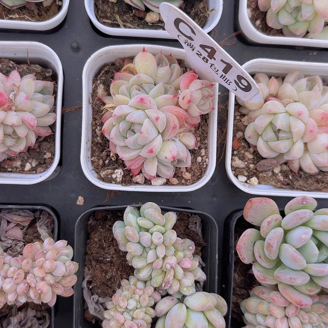 C419入梦来一物一拍