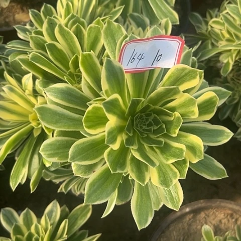 多肉植物金丝165