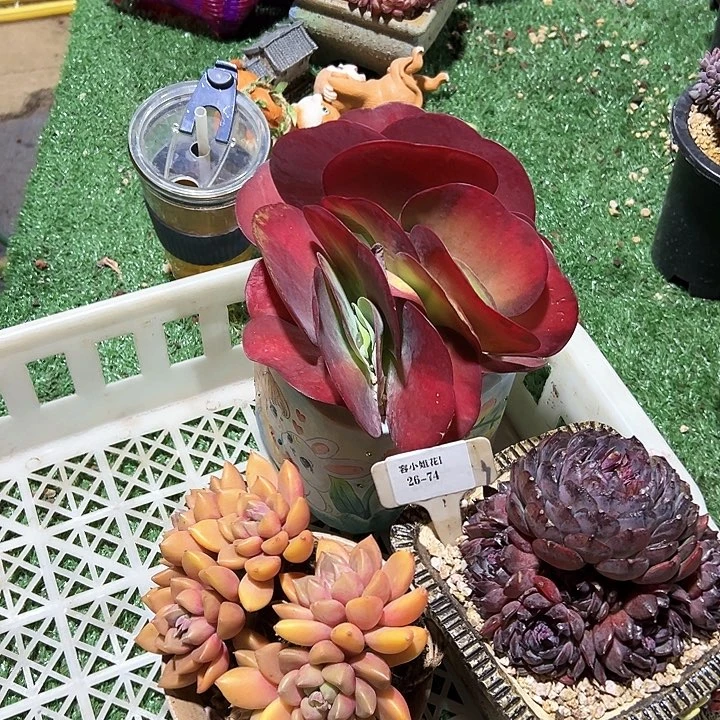 26.74一筐多肉植物