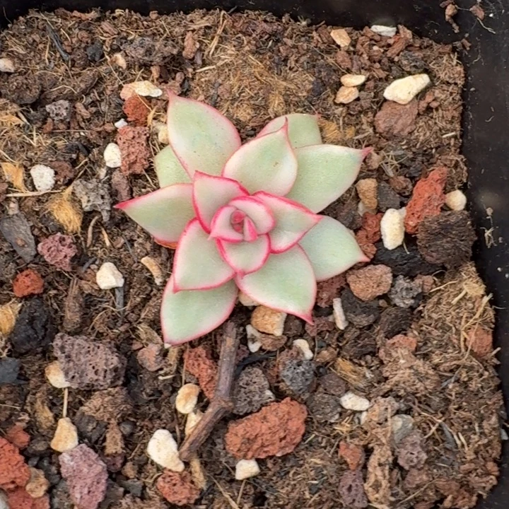 吉赛尔锦一物一拍