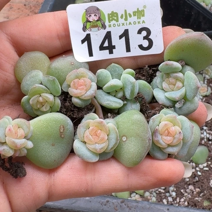 多肉植物多肉植物