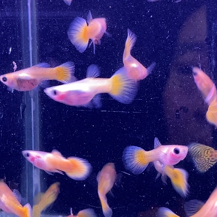 孔雀鱼黄金玻璃猫20条