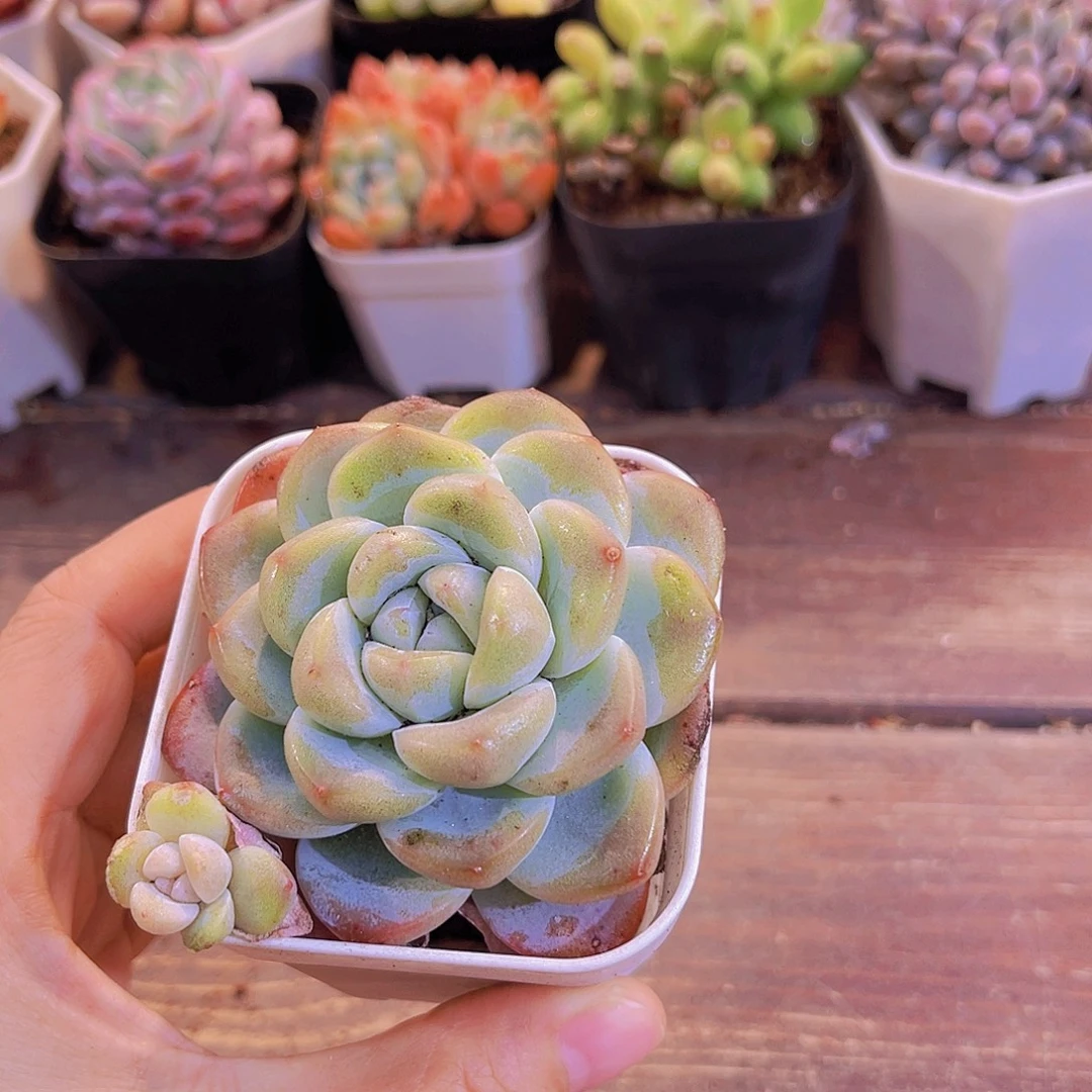 冰玉单头10盆1111111111