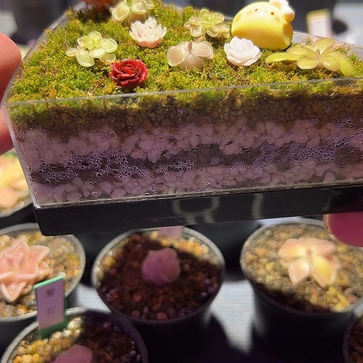 无花朵捕虫堇脱土发蛋糕造景盒