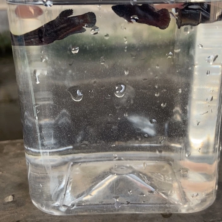 斗鱼包活不包损所见即所得067