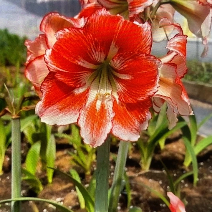 桌舞5厘米朱顶红，