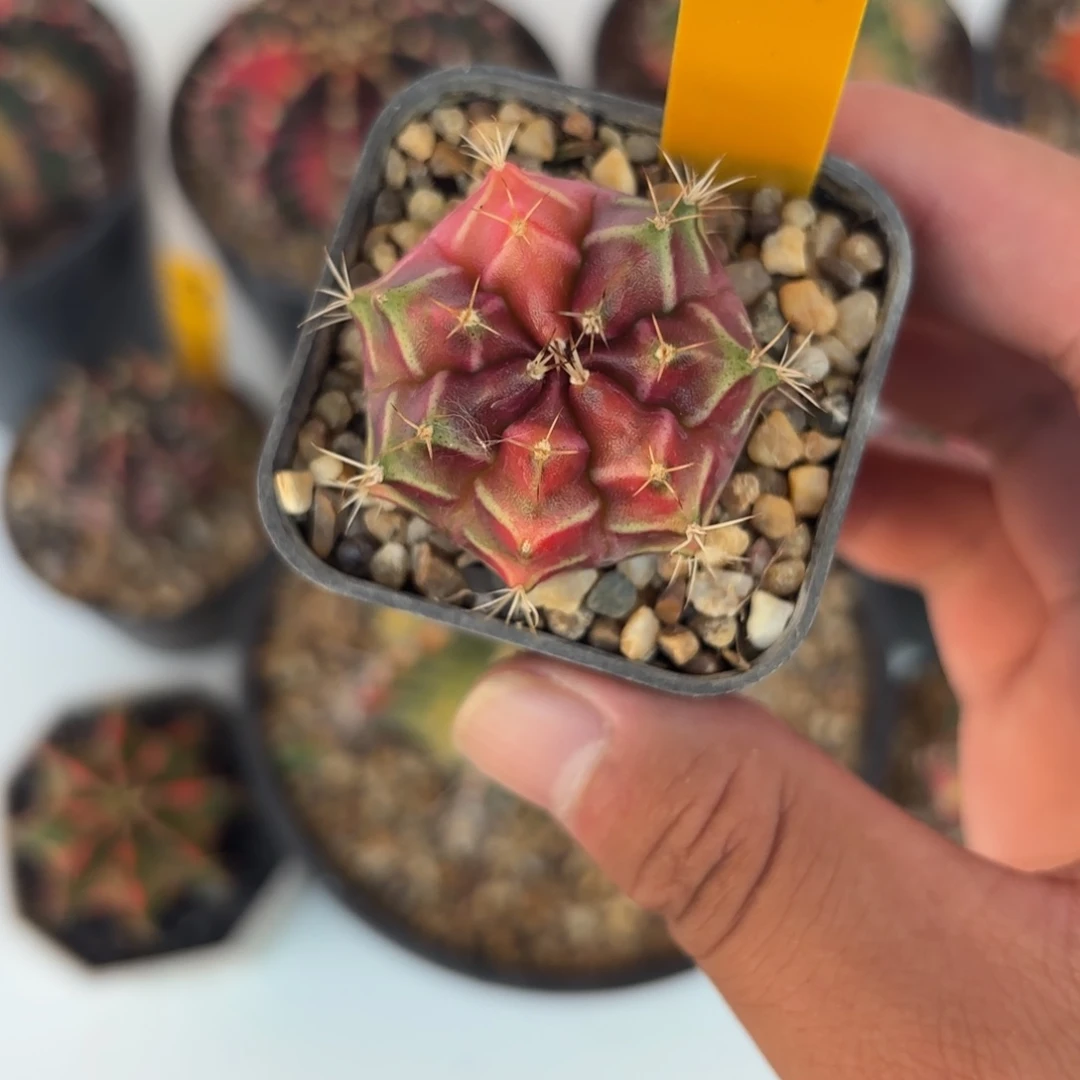 144-1216泰国发货多肉