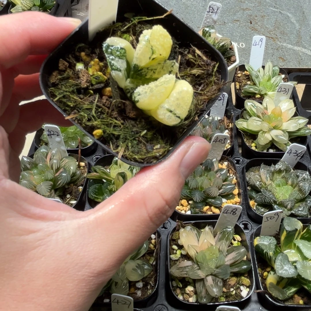 511摩多寿锦一物一拍