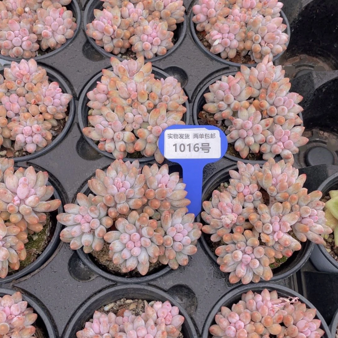 1016号婴儿手指手捧大群生一个