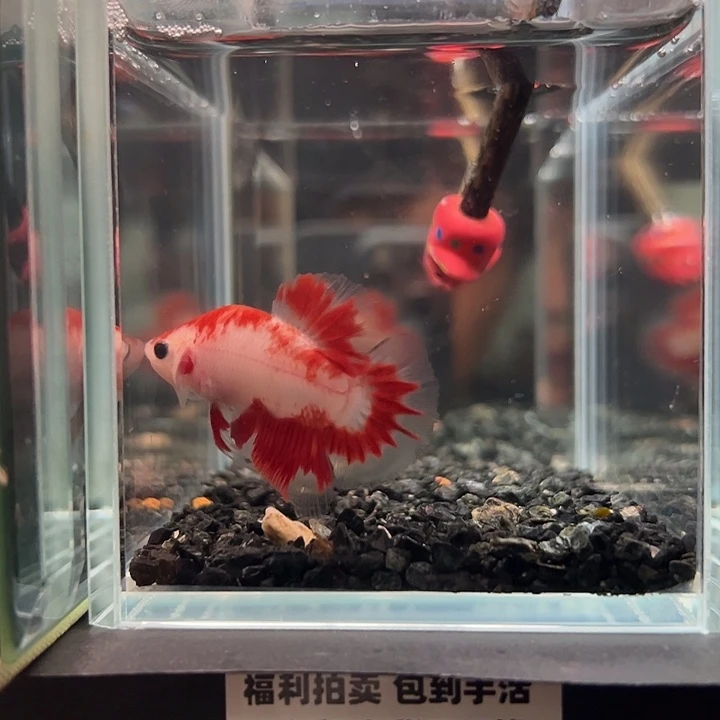 斗鱼一单包邮13日152