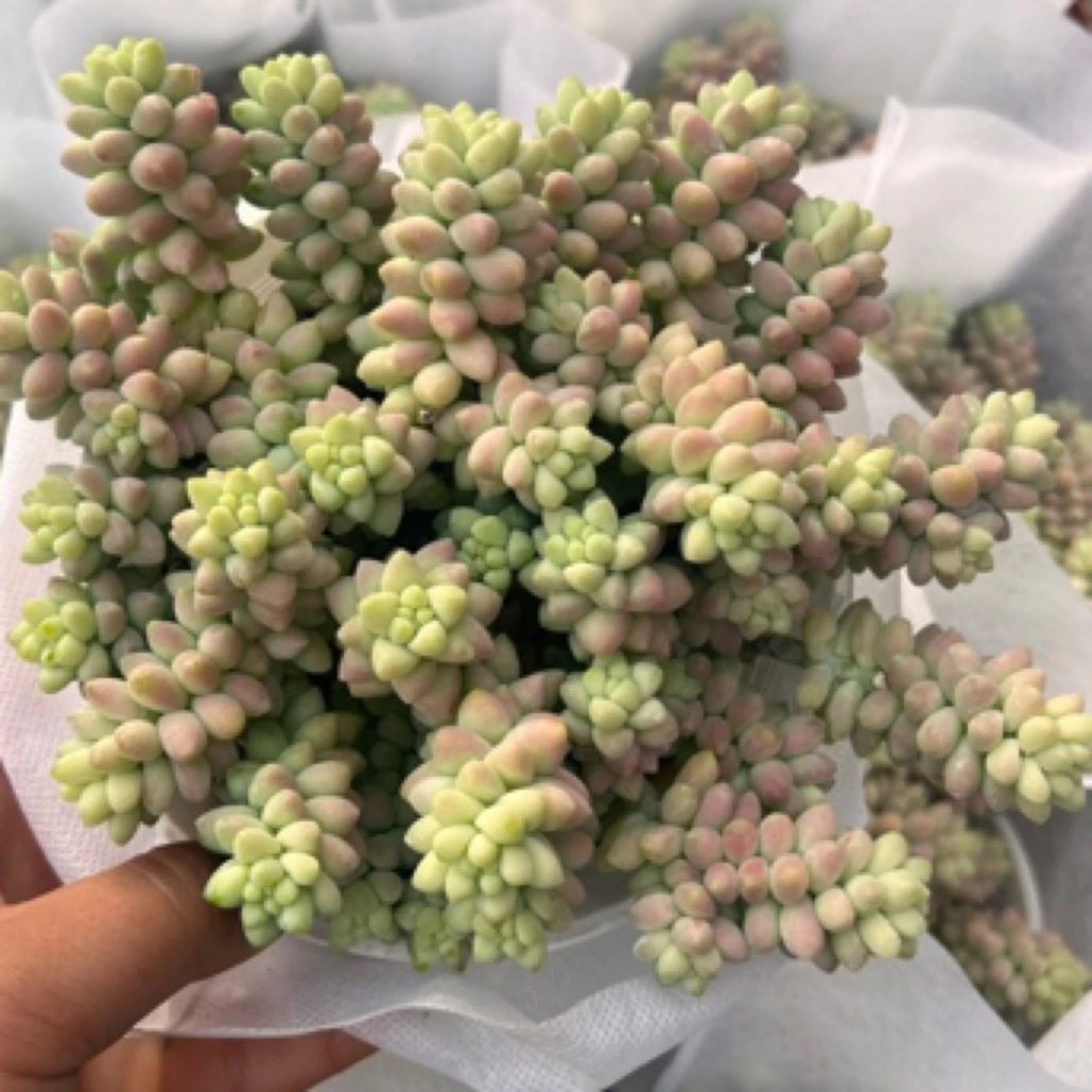 满18包邮 彩虹玉坠随机3盆 多肉植物