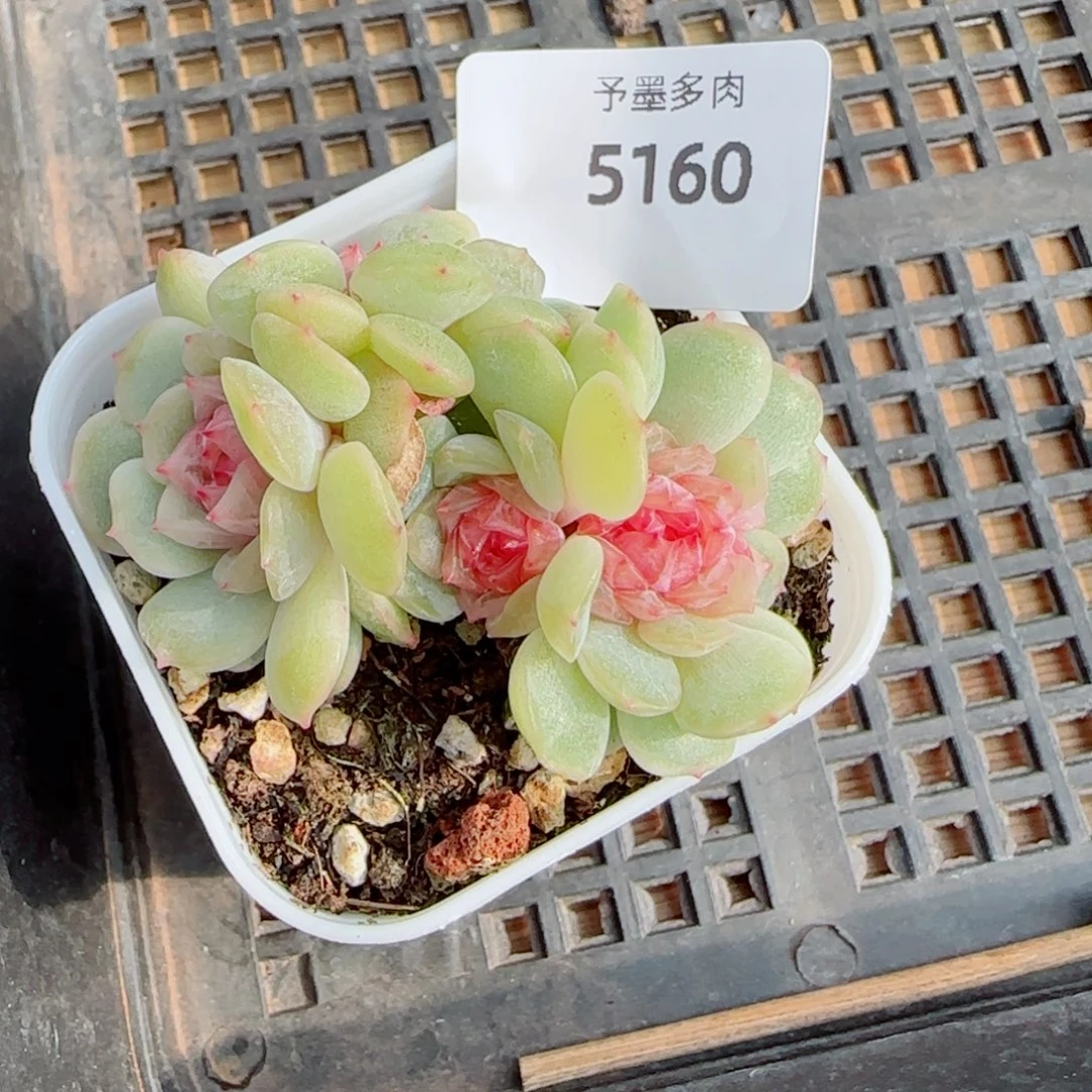梦奇缀化，5160多肉植物