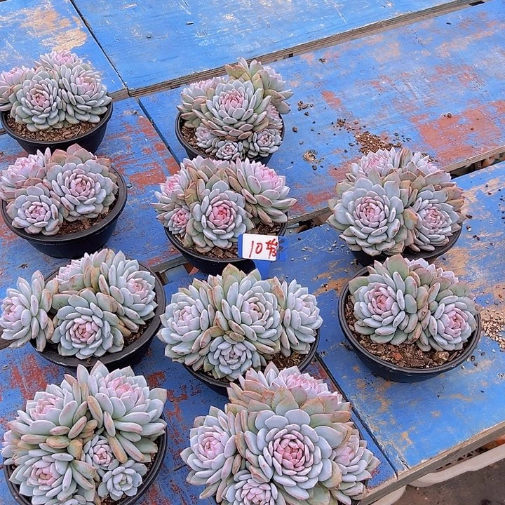 10星星辰带盆一个多肉
