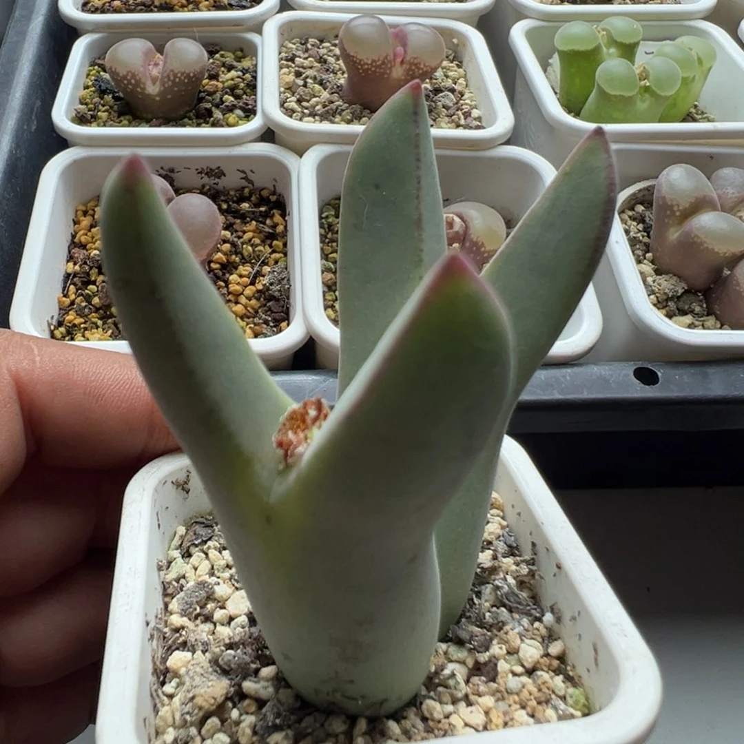无花朵大型绒毛少将20